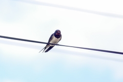 Hirundo rustica