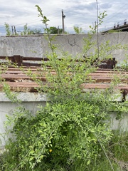 Ulmus pumila