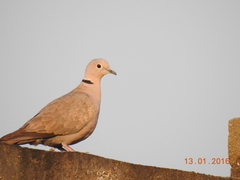 Streptopelia decaocto