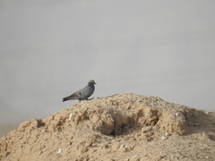 Columba eversmanni