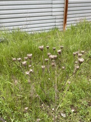 Centaurea stoebe
