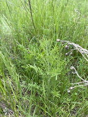 Centaurea stoebe