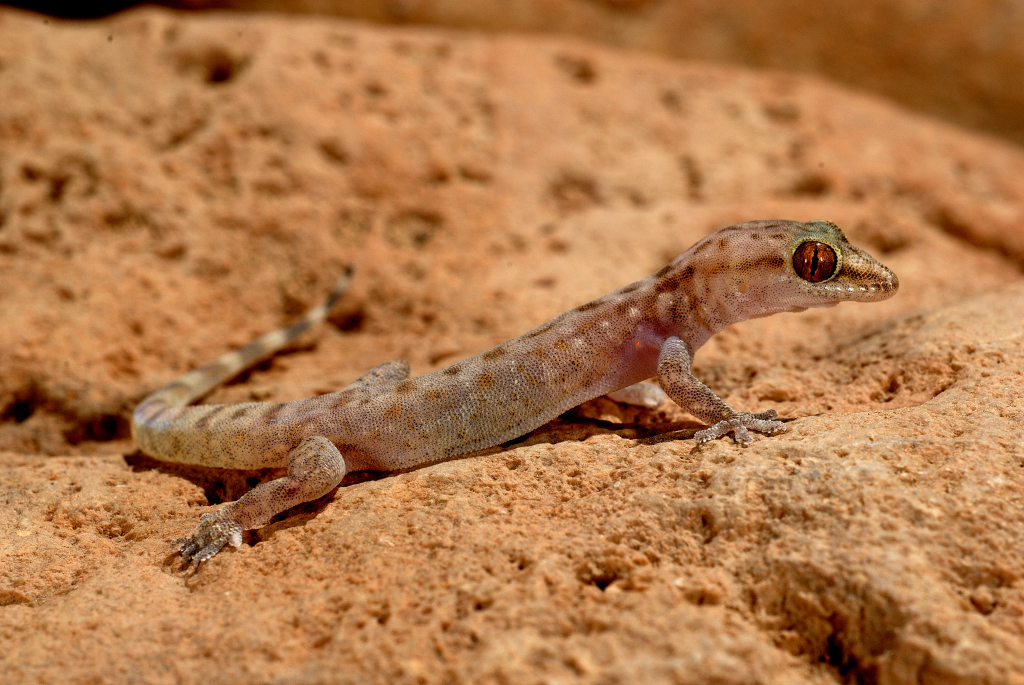 Dwarf Half-Toed Gecko