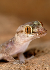 Hemidactylus minutus