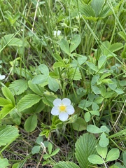 Fragaria viridis