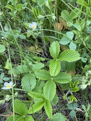 Fragaria viridis