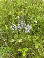 Veronica prostrata
