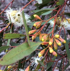 Eucalyptus calycogona