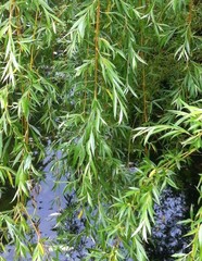 Salix alba