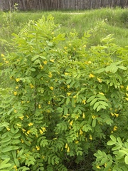 Caragana arborescens