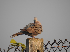 Streptopelia decaocto