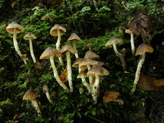 Cortinarius melimyxa