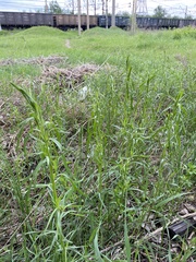 Artemisia dracunculus