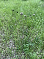 Centaurea scabiosa