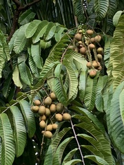 Pometia