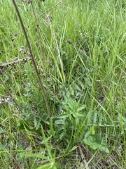 Centaurea scabiosa