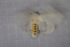 Spilosoma dubia