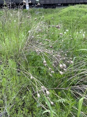 Centaurea stoebe