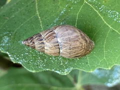 Bulimulus bonariensis image