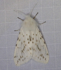 Spilosoma dubia
