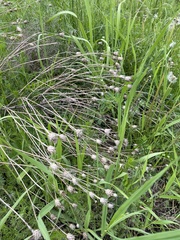 Centaurea stoebe