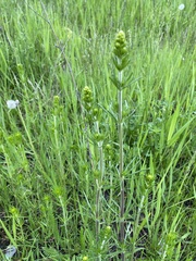 Galium verum