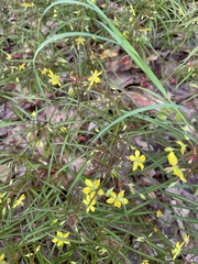 Lysimachia quadriflora