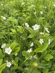 Fragaria viridis