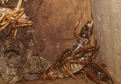 Mokopirirakau
