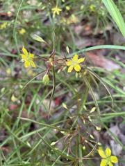 Lysimachia quadriflora