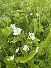 Fragaria viridis