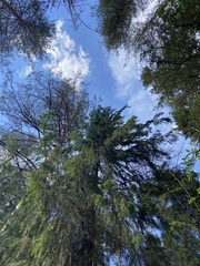 Picea × fennica