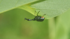 Cycnotrachelus cyanopterus