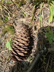 Picea × fennica