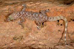 Hemidactylus minutus