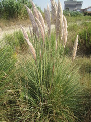 Cortaderia selloana