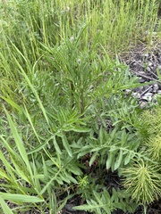 Centaurea scabiosa
