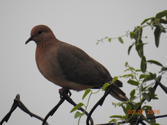 Streptopelia senegalensis