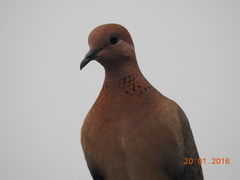Streptopelia senegalensis