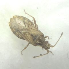 Arenocoris fallenii