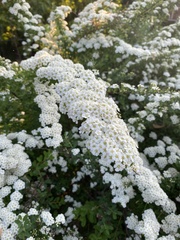 Spiraea cantoniensis