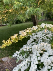 Spiraea cantoniensis
