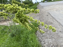Ulmus pumila