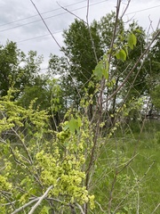 Ulmus pumila