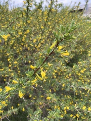 Caragana spinosa