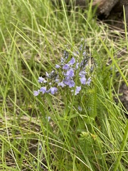 Veronica prostrata