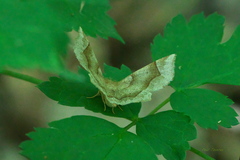 Metarranthis refractaria