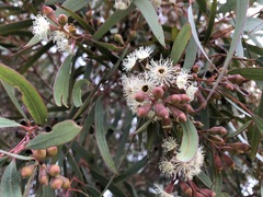 Eucalyptus calycogona