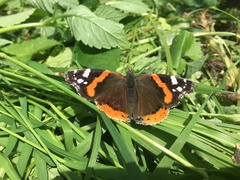 Vanessa atalanta
