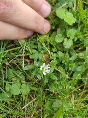 Cerastium holosteoides